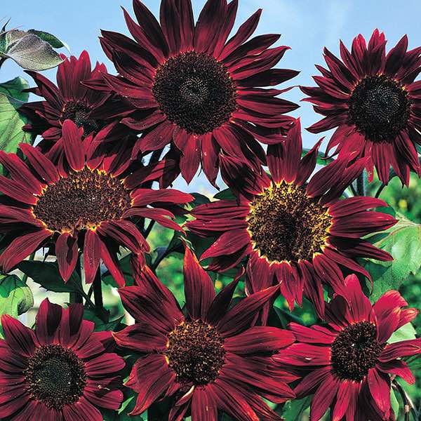 Red wave sunflower - Premium {PRODUCTsweet cornRed wave sunflower_TYPE} from farm hand seeds - Just $2.89! Shop now at Farm.hand.seeds