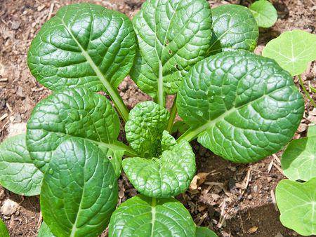 farm hand seeds Tatsoi Chinese Cabbage