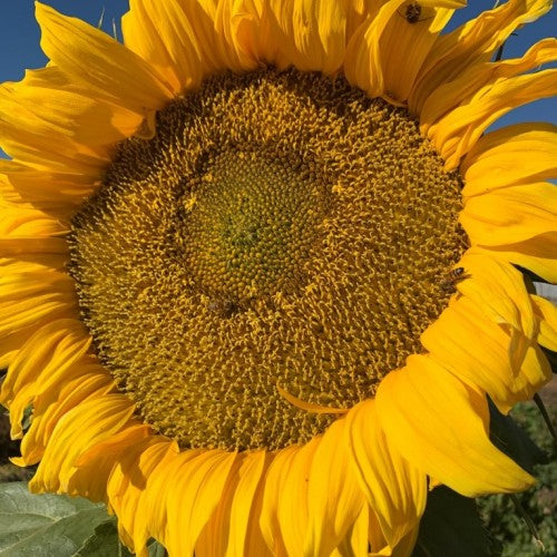 Titan sunflower - Premium {PRODUCTsweet cornTitan sunflower_TYPE} from Farm.hand.seeds - Just $3.39! Shop now at Farm.hand.seeds