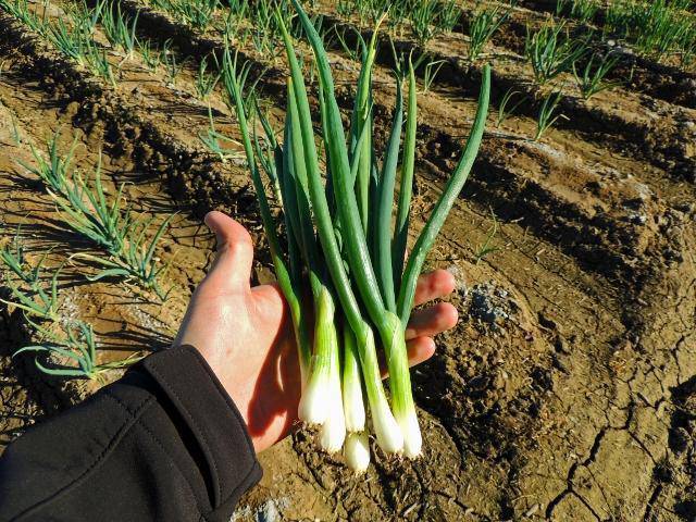 Farm Hand Seeds Tokyo Long White Bunching Onion