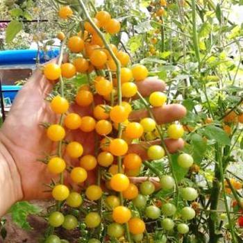 beyond organic seeds Gold rush current tomato