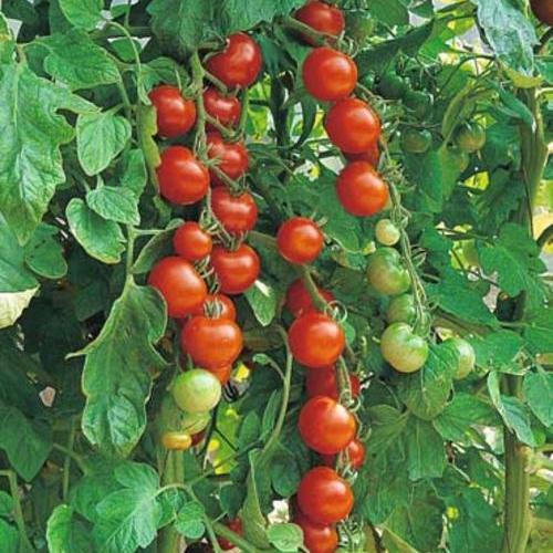 beyond organic seeds Pink Plume Celery 