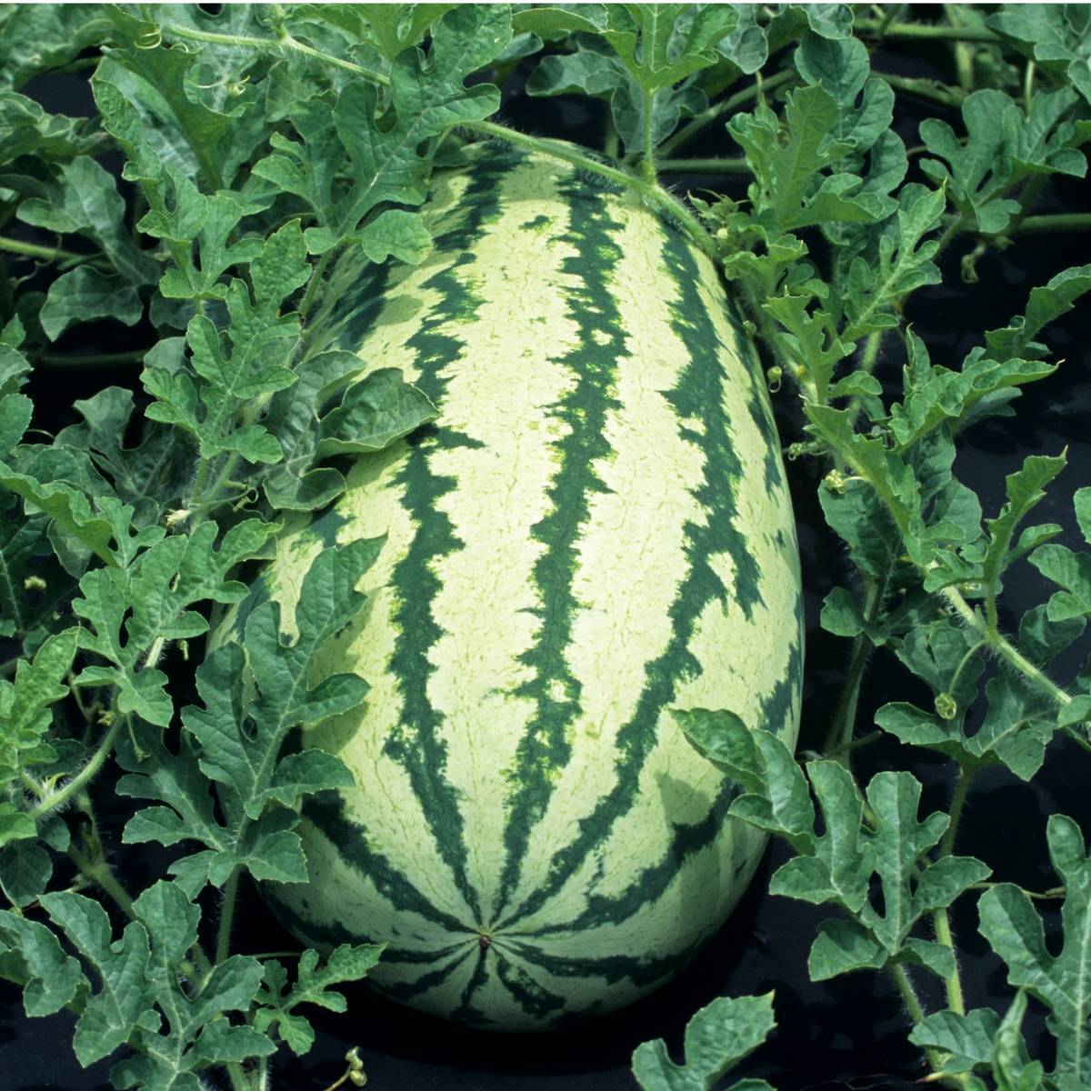 Farm.hand.seeds Klondike striped blue ribbon.watermelon