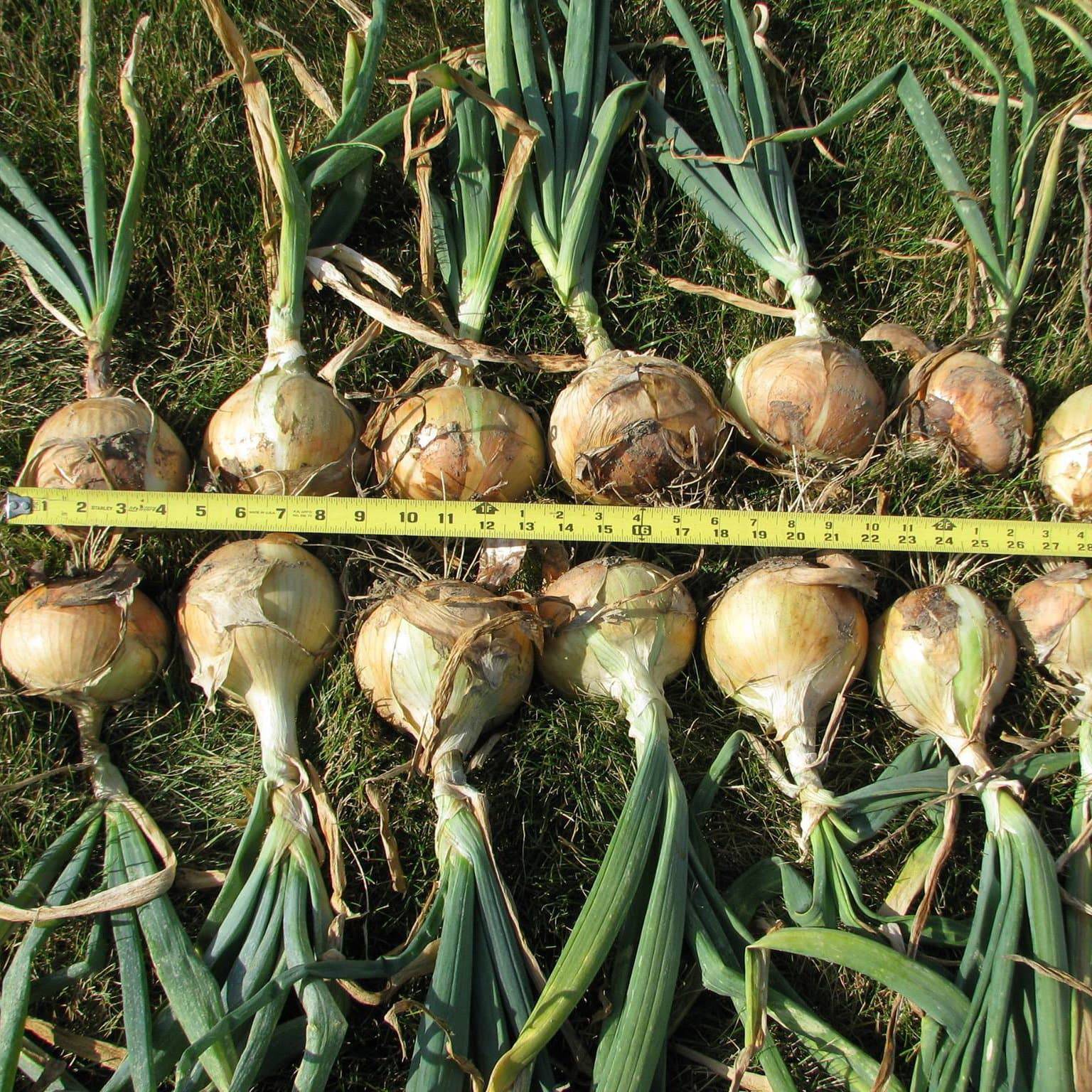 Farm.hand.seeds Walla Walla Sweet Onion