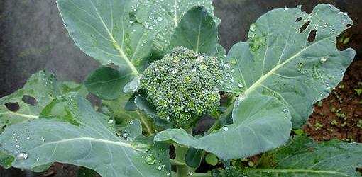 Waltham 29 Broccoli