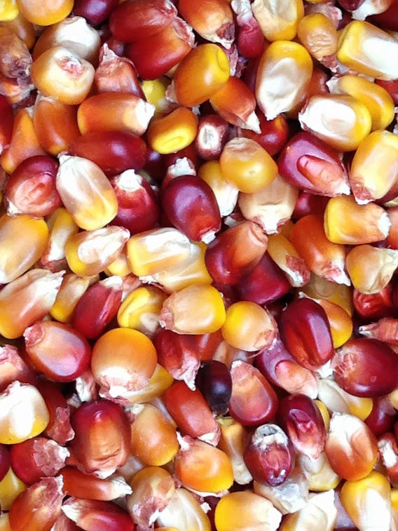 Farm.hand.seeds Wapsie valley corn