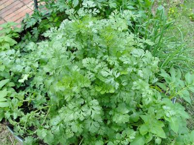 Santo heirloom cilantro