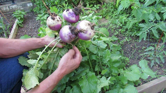 farm hand seeds White Purple Top Turnip