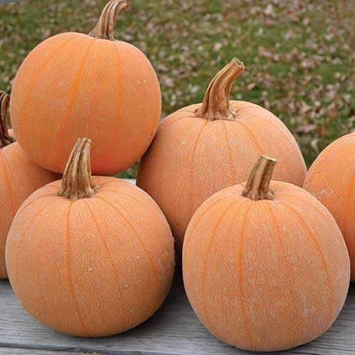 Winter Luxury Pumpkin