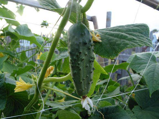 Wisconsin SMR 58 Cucumber