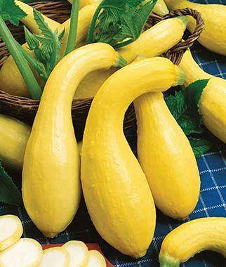 Yellow Crookneck - Premium {PRODUCTsweet cornYellow Crookneck_TYPE} from Farm.hand.seeds - Just $2.59! Shop now at Farm.hand.seeds