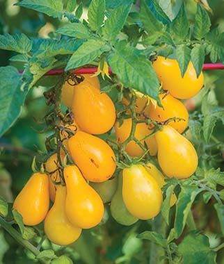 Yellow Pear Heirloom Tomato