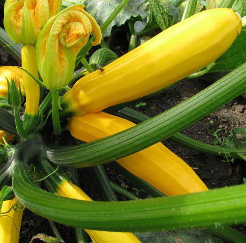 Farm.hand.seeds Yellow Zucchini