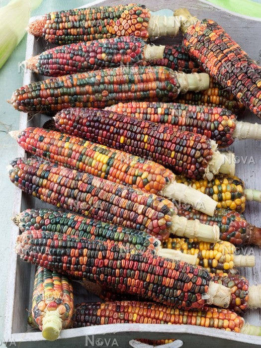 Farm.hand.seeds Earth tones dent corn