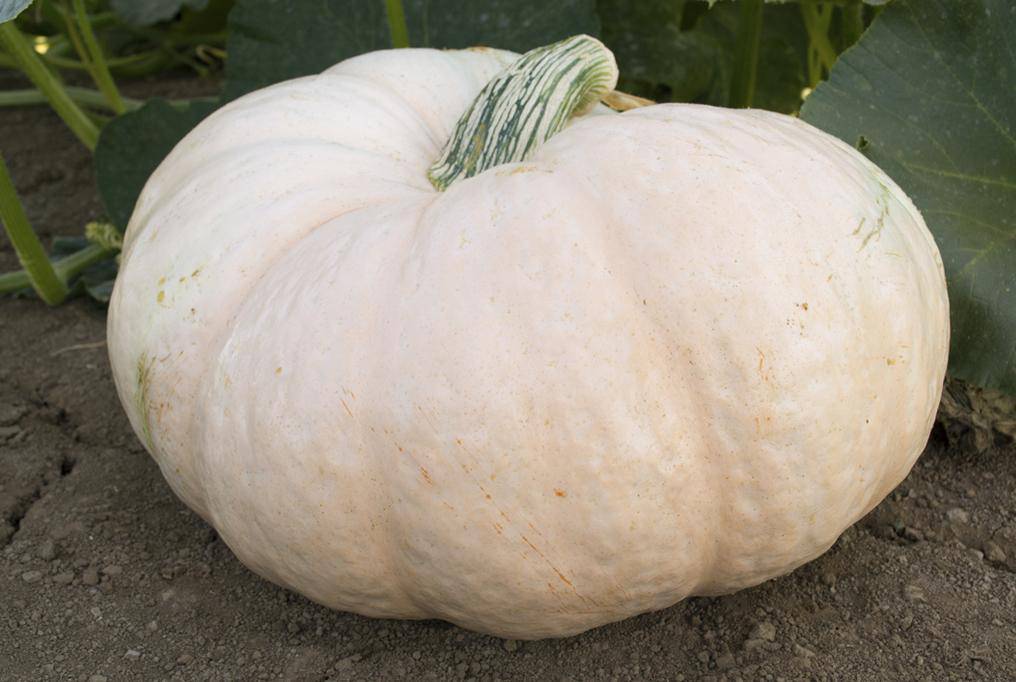 Amish Pie Winter Squash – Farm.hand.seeds