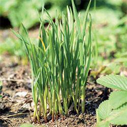 Farm.hand.seeds Garlic Chives