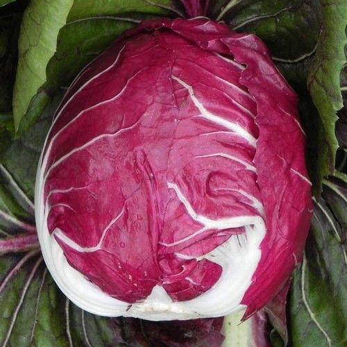 Farm.hand.seeds Rouge De Verona Radicchio