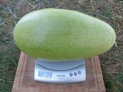 Farm.hand.seeds Bozeman Heirloom Watermelon