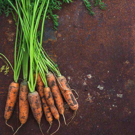 Little Fingers Heirloom Carrot