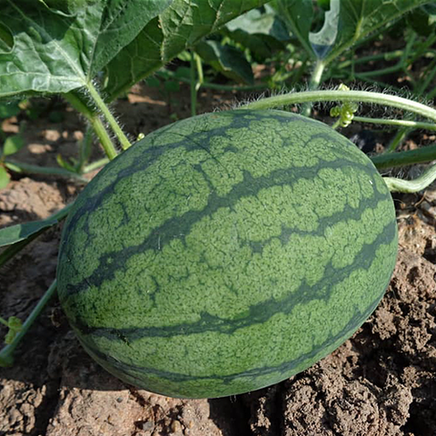 Farm.hand.seeds Cal sweet  bush watermelon