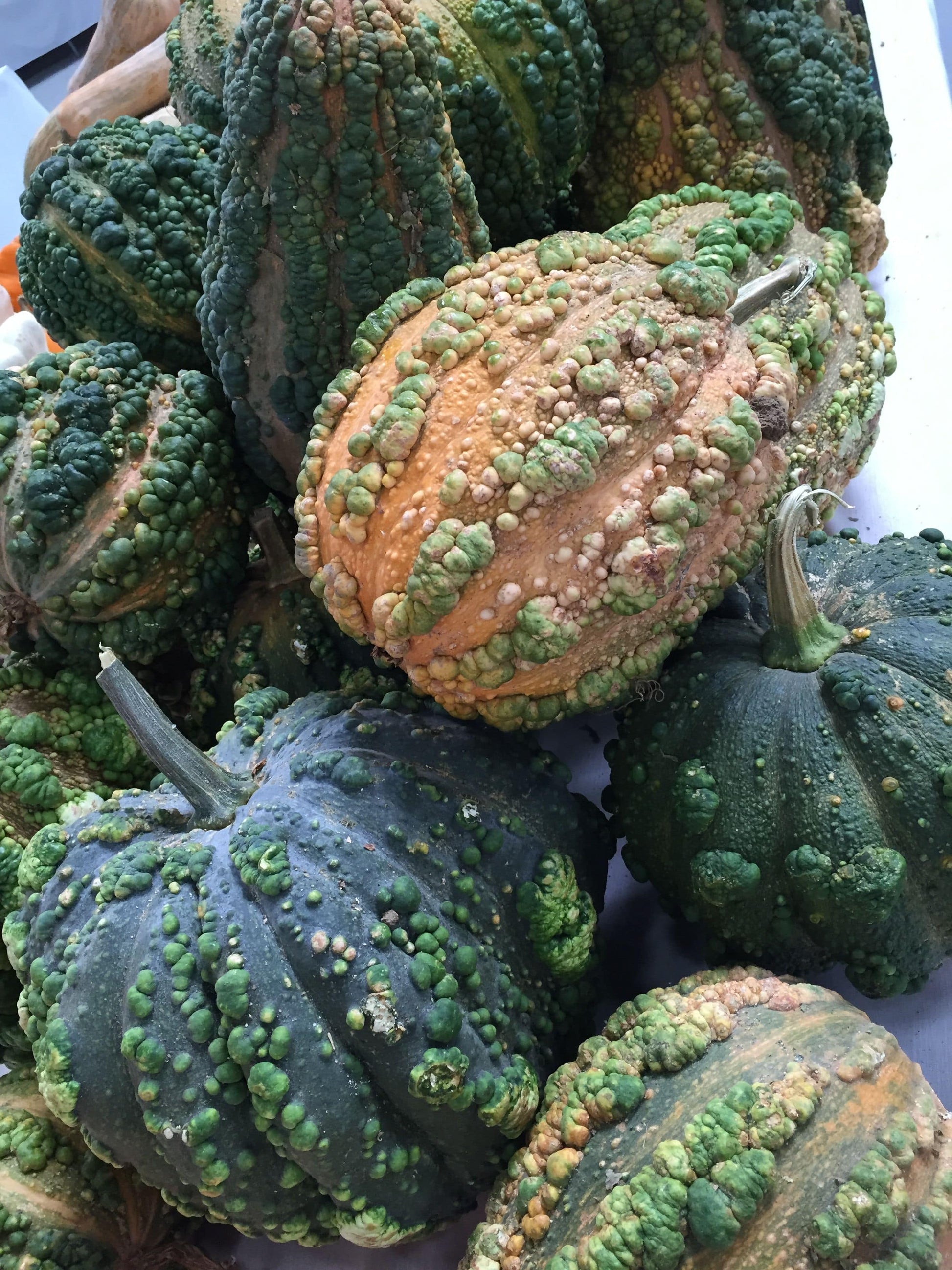 Farm Hand Seeds Musquee de Maroc