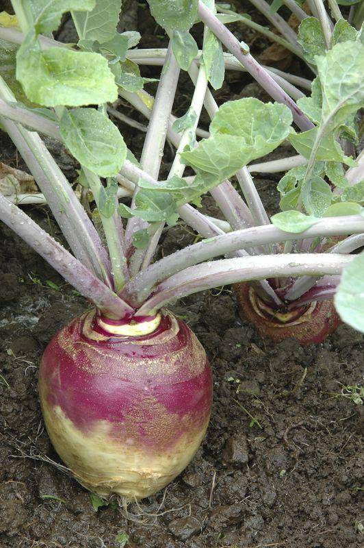 American Purple Top Rutabaga