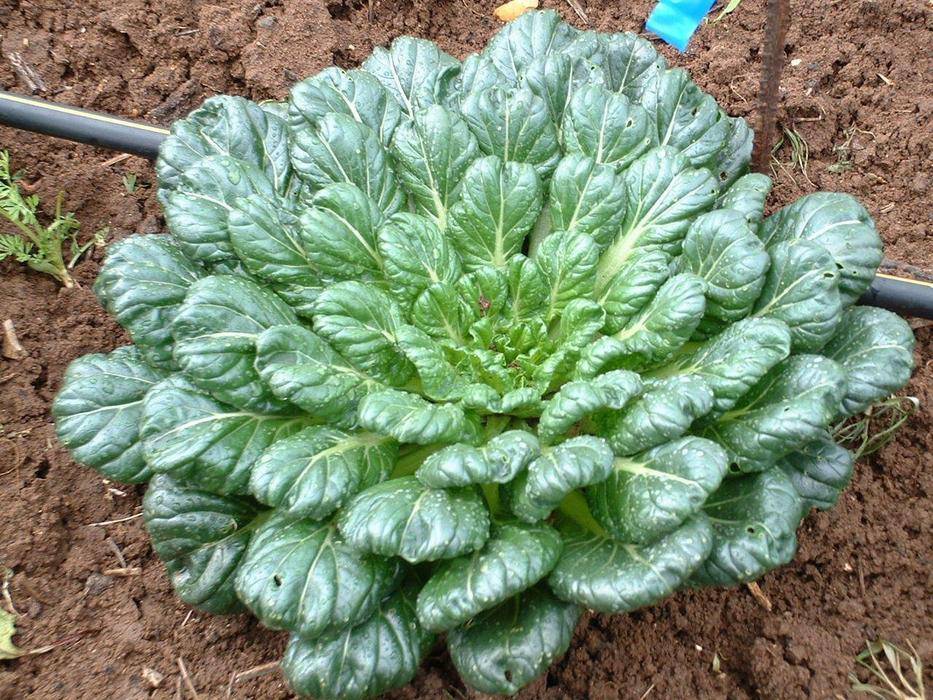 farm hand seeds Tatsoi Chinese Cabbage