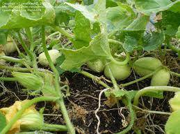 Farm.hand.seeds Apple Cucumber