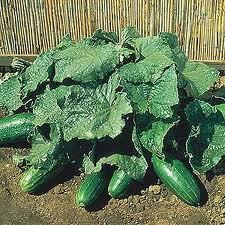 Spacemaster 80 bush cucumber