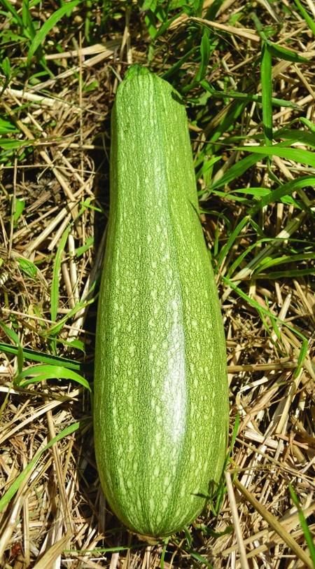 Genovese italian summer squash - Premium {PRODUCTsweet cornGenovese italian summer squash_TYPE} from Farm.hand.seeds - Just $2.69! Shop now at Farm.hand.seeds