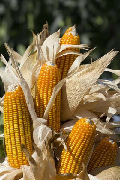 Farm.hand.seeds Pencil Cob Corn