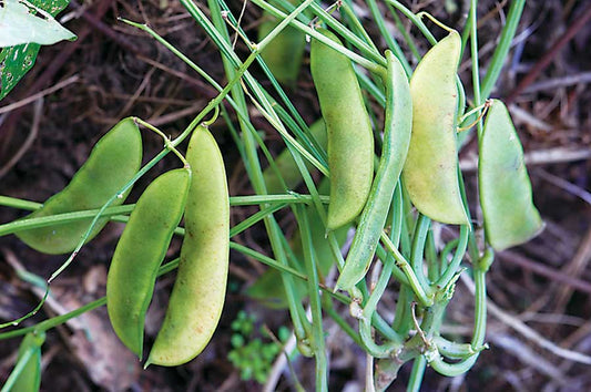 Jackson Wonder Bush Lima Beans