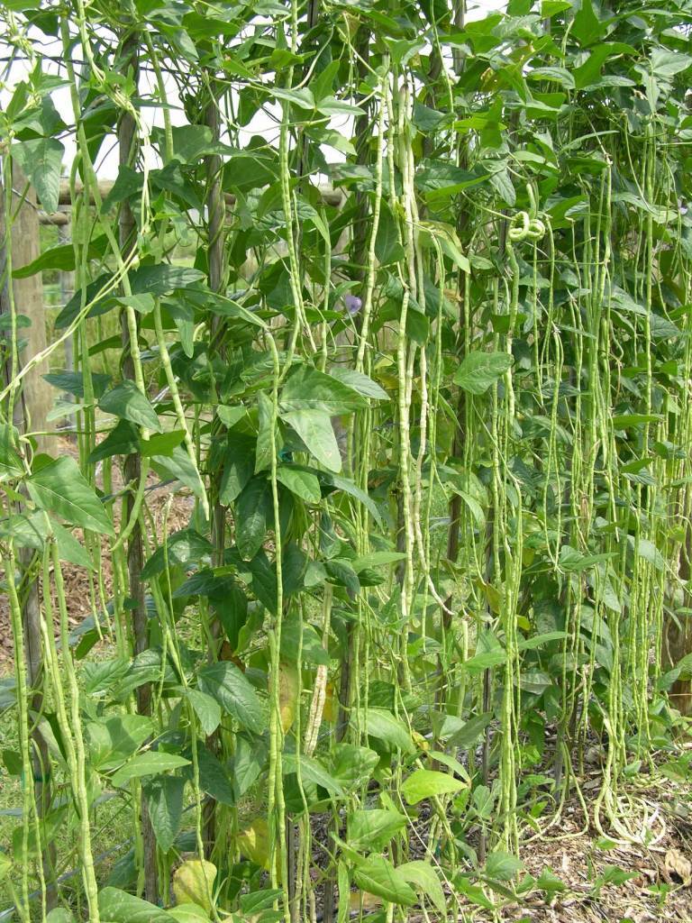 Yard Long Green Beans - Premium {PRODUCTsweet cornYard Long Green Beans_TYPE} from Farm.hand.seeds - Just $2.69! Shop now at Farm.hand.seeds