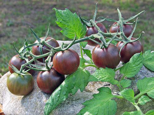 farm hand seeds Chocolate Cherry Tomato