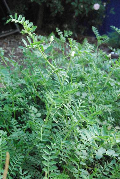 Garbanzo Beans (Chickpea) 50 plus Seeds