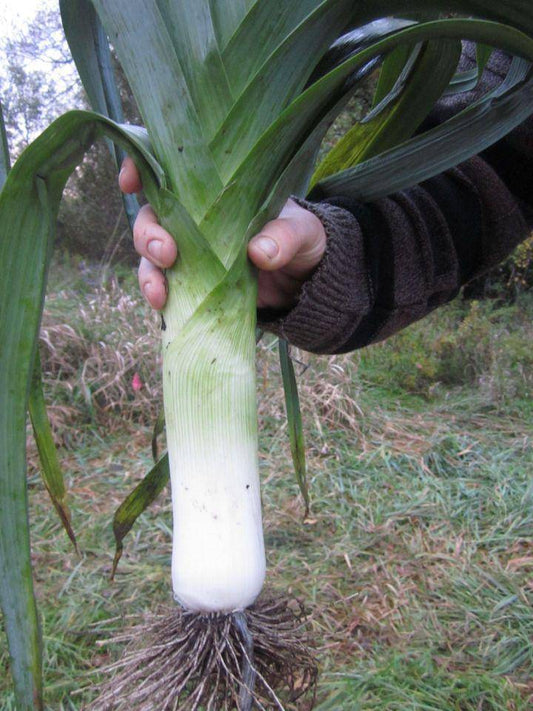 Giant Musselburgh Leek