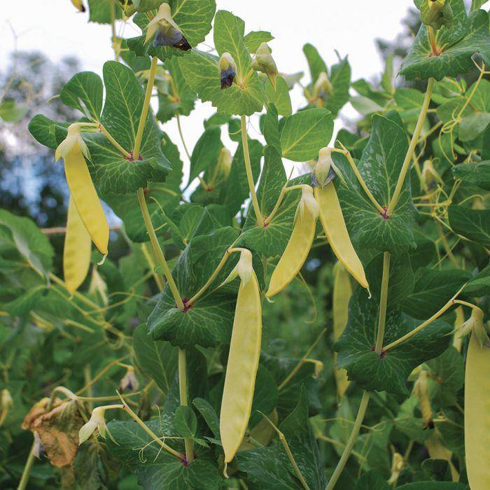 Farm.hand.seeds Golden Sweet Snow Pea