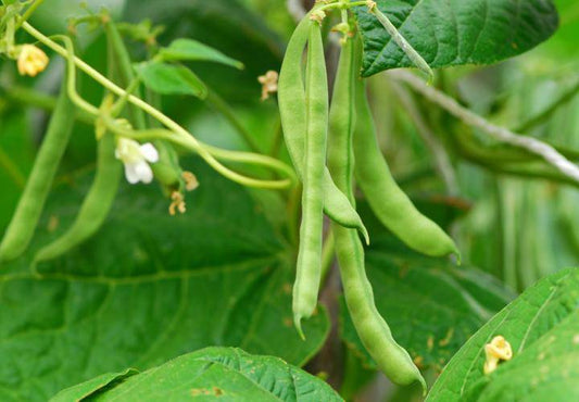 Top Crop Bush Beans