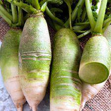 Green Meat Radish