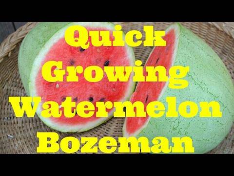 Farm.hand.seeds Bozeman Heirloom Watermelon