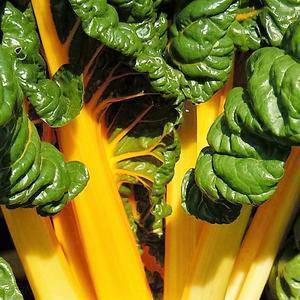Farm Hand Seeds Yellow Sunrise Swiss Chard