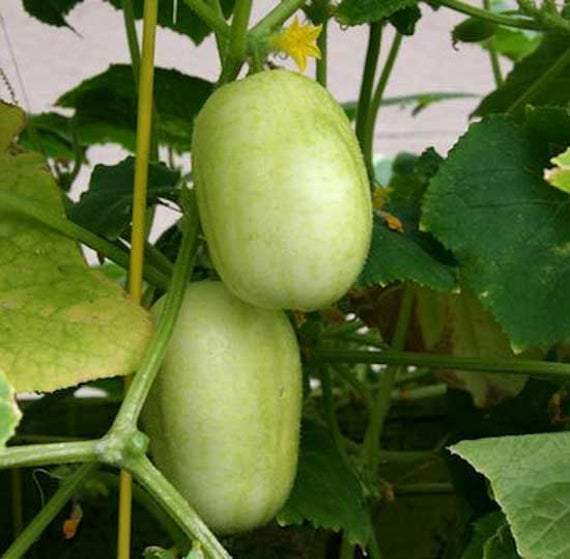Farm.hand.seeds Apple Cucumber