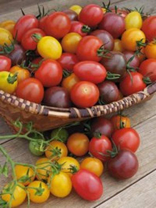 beyond organic seeds Rainbow Cherry Tomato Mixture
