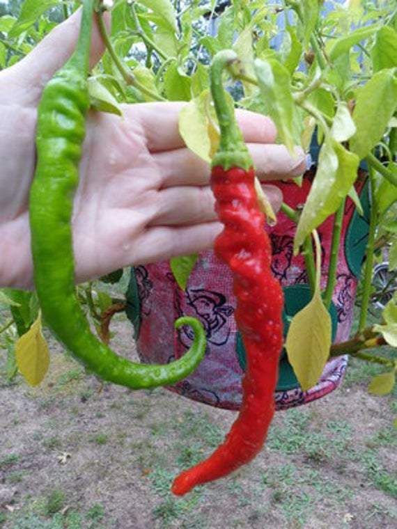 Farm.hand.seeds Cowhorn Hot Pepper