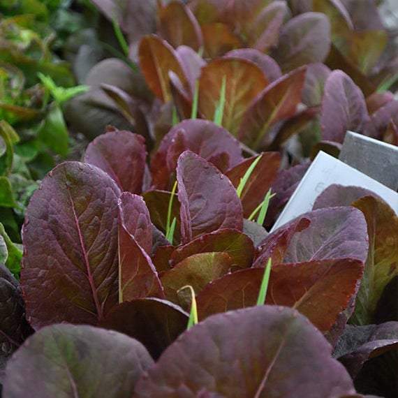 Farm.hand.seeds Rouge d'Hiver Romaine