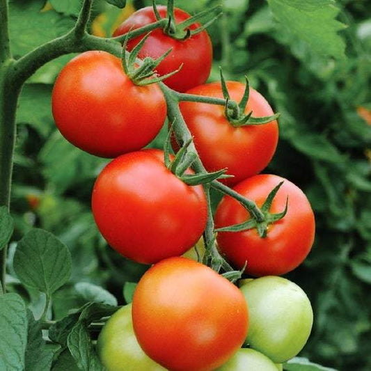 farm hand seeds Floradade Heirloom Tomato