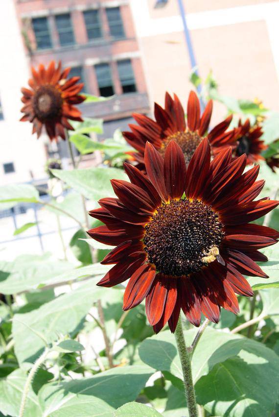 farm hand seeds Velvet Queen Sunflower