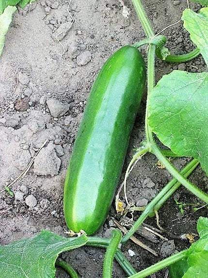 Farm.hand.seeds Long Green Improved Heirloom Cucumber