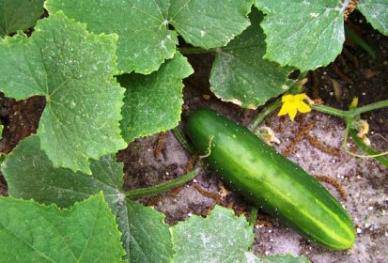 Farm.hand.seeds Long Green Improved Heirloom Cucumber