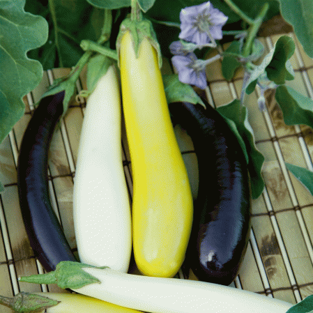 Mix Fingerlings (Eggplant)